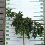 Smrek obyčajný (Picea abies) ´INVERSA PENDULA´– výška: 150-170 cm, kont. C15L - NA KMIENKU
